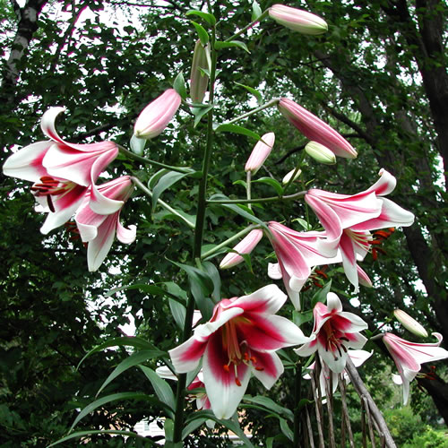 Lilium Garden Pleasure